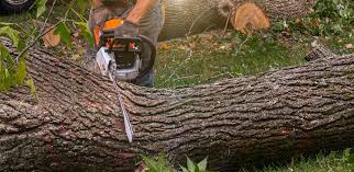 Best Root Management and Removal  in Jonesboro, IN