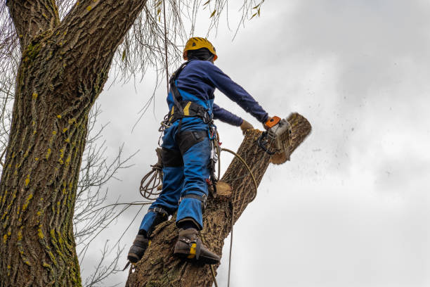 Best Seasonal Cleanup (Spring/Fall)  in Jonesboro, IN