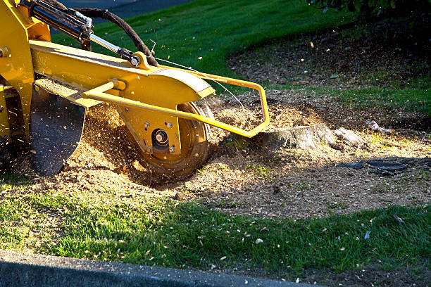 Best Utility Line Clearance  in Jonesboro, IN