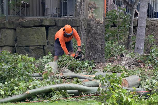 Best Tree Preservation Services  in Jonesboro, IN