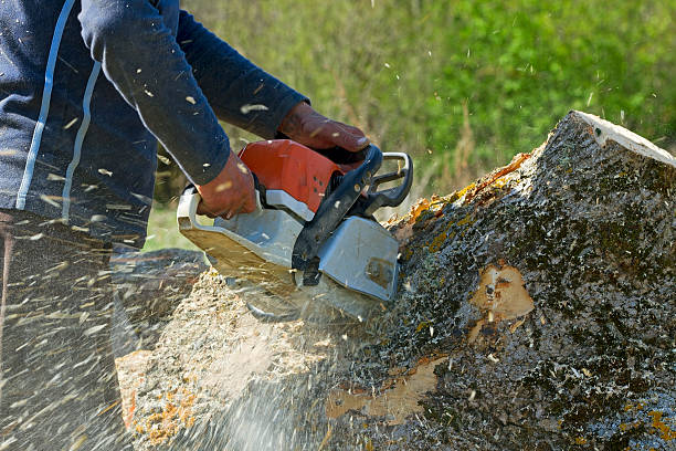 Best Hedge Trimming  in Jonesboro, IN